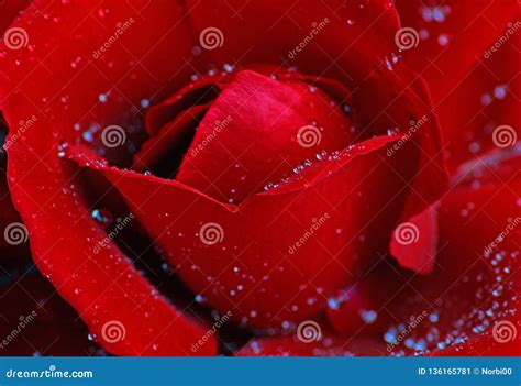 Romantic Red Rose with Water Drops Stock Image - Image of nature, macro: 136165781