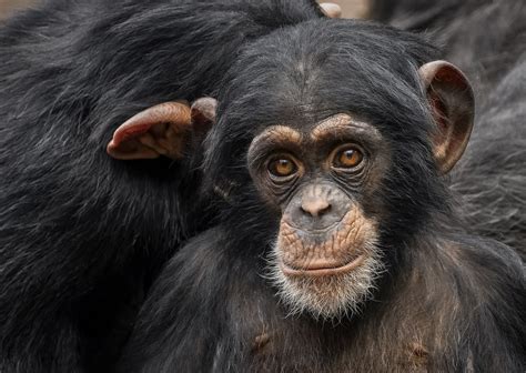 build connectivity  endangered wildlife   congo rainforest