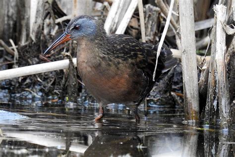 What Is That Bird In The Marsh The Millstone