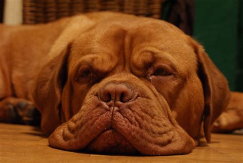 Daily Multivitamins and Supplements for Dogs – Earthgenics
