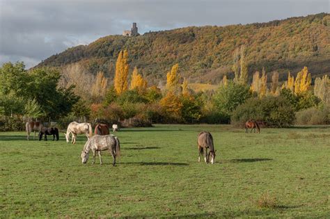 Horse Pasture Grating - Free photo on Pixabay - Pixabay