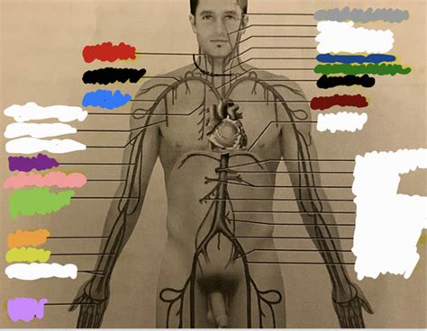 Arteries And Veins Flashcards Quizlet