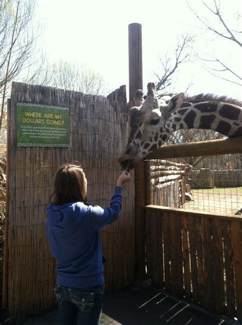 Feeding a Giraffe @ Zoo Boise #SoCool | Boise, Zoo, Things to do