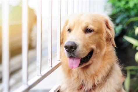 The 10 Best Dog Fence Installers & Companies Near Me (2024)