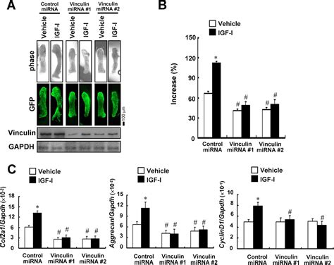 Vinculin Functions As Regulator Of Chondrogenesis Journal Of