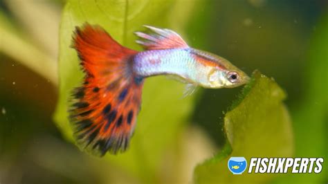 Guppy Fish Care Fishxperts