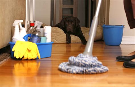 how to keep the house clean with a dog