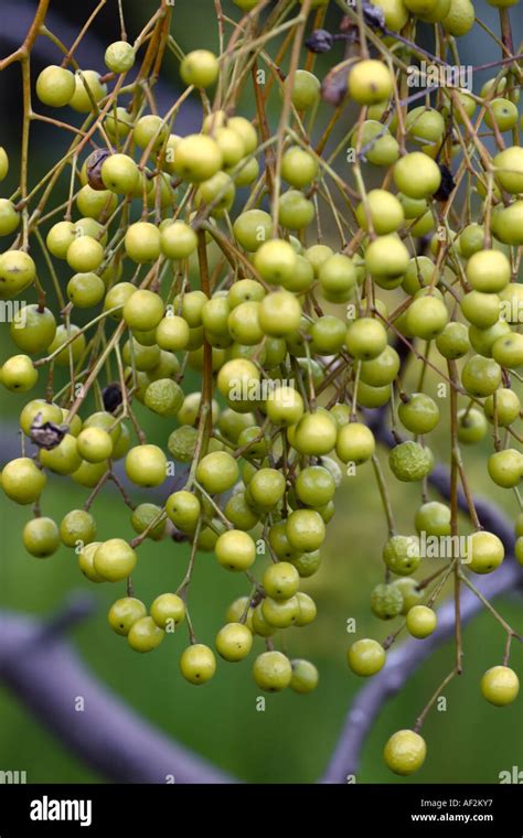 White Cedar Melia Azedarach Stock Photo Alamy