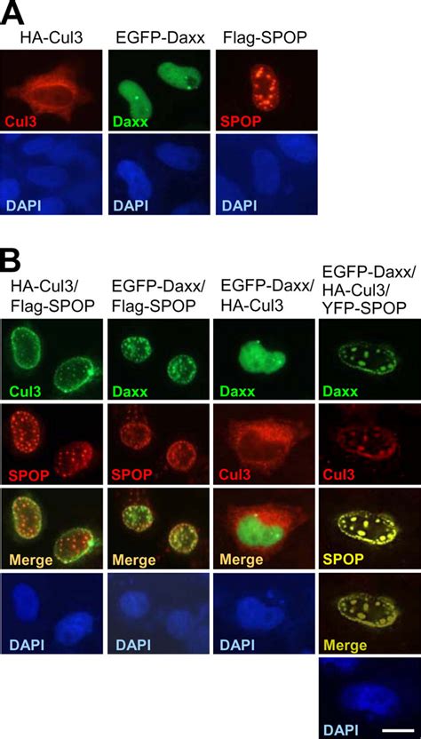 Btb Domain Containing Speckle Type Poz Protein Spop Serves As An