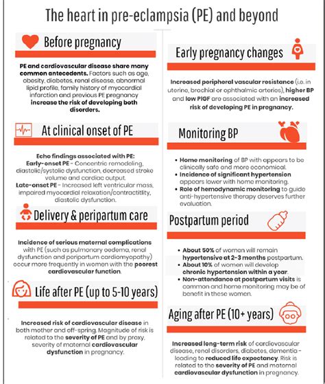 Infographic Outlining Involvement Of The Maternal Cardiovascular System