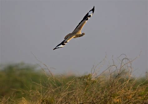 West India Wildlife Tour | West Indian Wildlife Tour Package