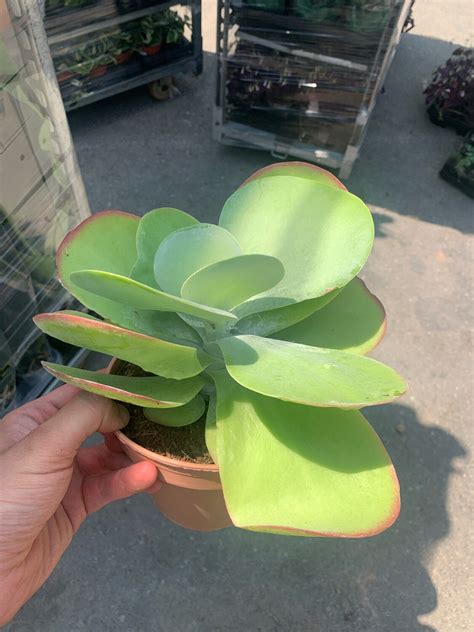 Kalanchoe Thyrsiflora Flapjacks Vaso Cm