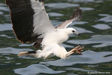 Wei Bauchseeadler Haliaeetus Leucogaster Steckbrief Infos