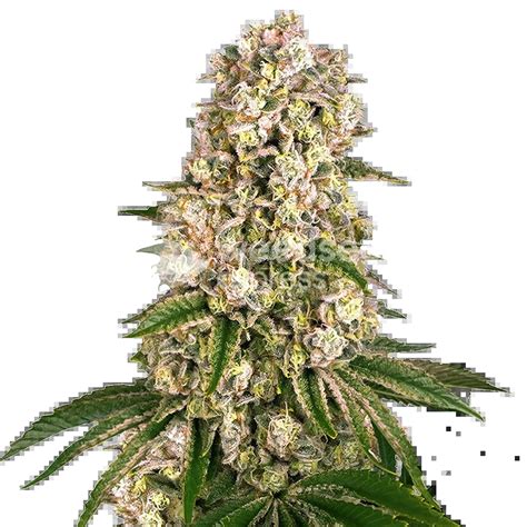 Hash Plant Feminized Seeds Weedseedsexpress Usa