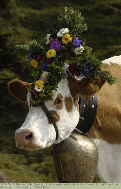 Kuh mit Glocke und Kopfschmuck bei Almabtrieb Seiser Alm Südtirol