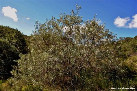 Carob Schinus Lentiscifolius Marchand