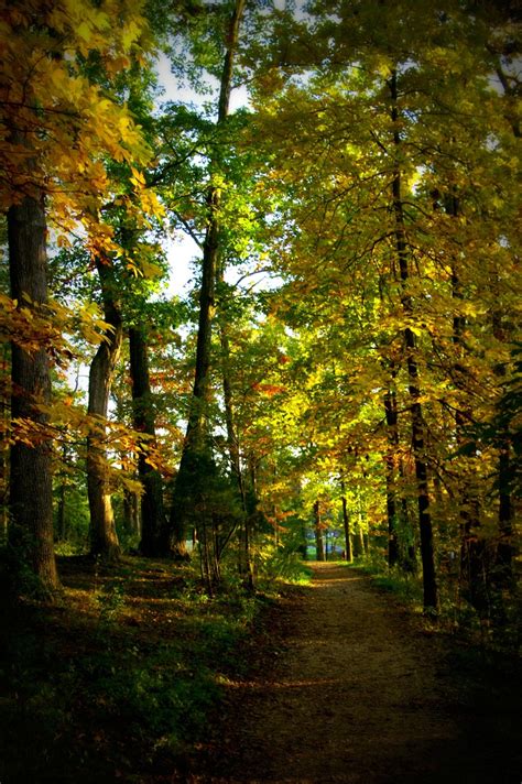 Fall Trees | Autumn trees, Tree, Love photography