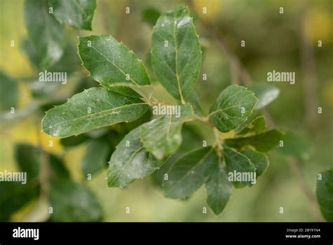 Cork Oak leaves (Quercus suber Stock Photo - Alamy