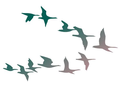 Flock Of Birds Png Transparent Images