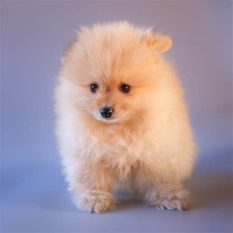 Premium Photo Cute Fluffy Pomeranian Puppy Dog