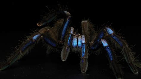 Meet the first electric blue tarantula known to science | Popular Science