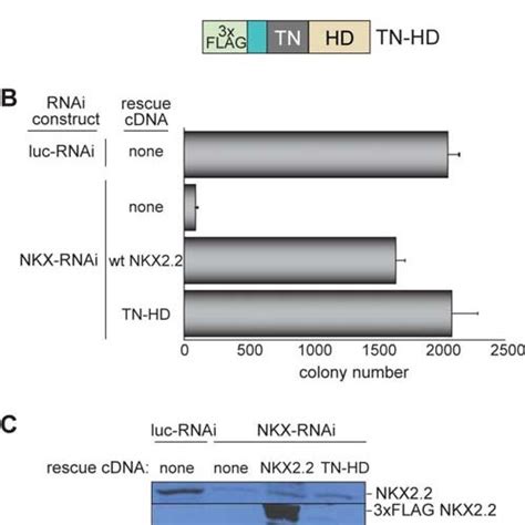 The Tn And Hd Domains Are Sufficient To Rescue Nkx Mediated Ewing S