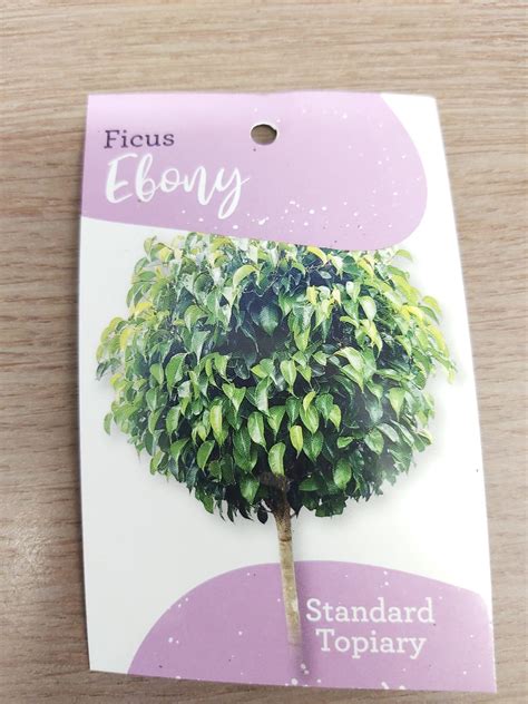 Ficus Benjamina ‘ebony Fig Standard 90cm 400mm Camden Nurseries