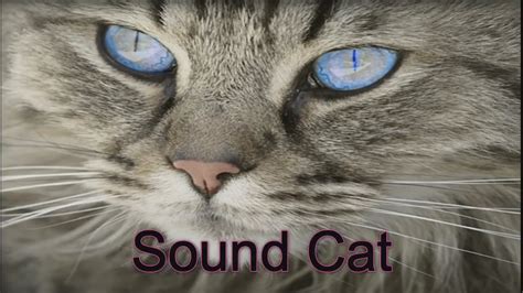 Cat Voice Sound Mp3 Download - Cat's Blog