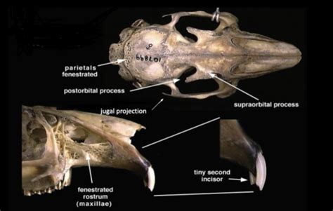 Orders Lagomorpha, Didelphimorphia, Eulipotyphla Skulls and Teeth Flashcards | Quizlet