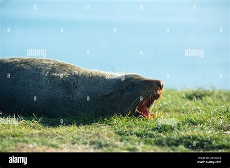 Seal Sea Lion Posing On A Rock At Katiki Point Lighthouse Moeraki