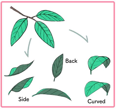 Top 155+ leaf shapes drawing latest - seven.edu.vn