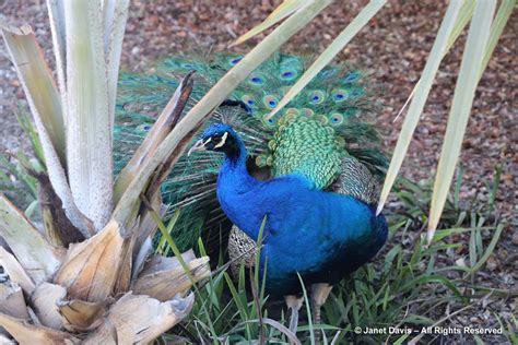 60 Peacock And Bismarckia Nobilis Los Angeles County Arboretum Janet