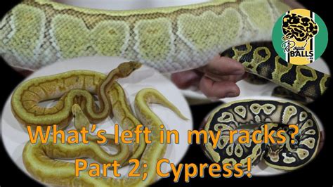 Breeding Ball Pythons What S In My Racks 2 YouTube