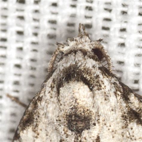 confused meganola hodges  meganola minuscula bugguidenet