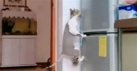 Try Not To Laugh These Naughty Cats Get Caught Raiding Their Owners Fridge