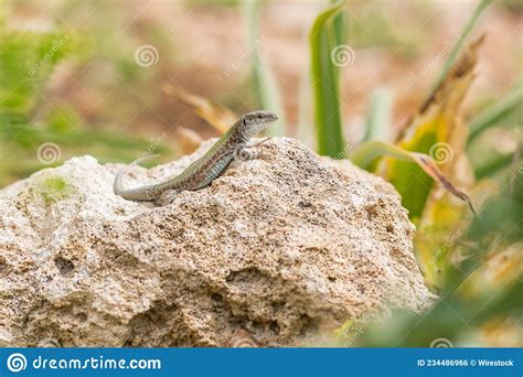 Male Maltese Wall Lizard Podarcis Filfolensis Basking In The Sun On A