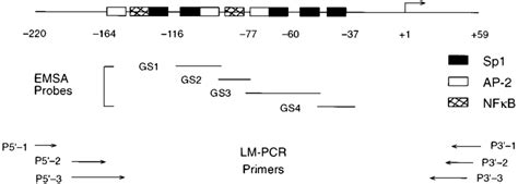 Structure Of The Human Kdr Flk Core Promoter And Location Of Emsa