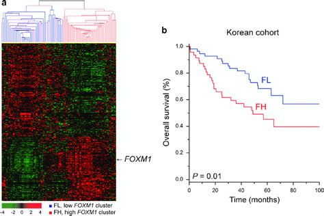 Gene Expression Patterns Of The Co Expressed Gene Set Of Foxm1 And The