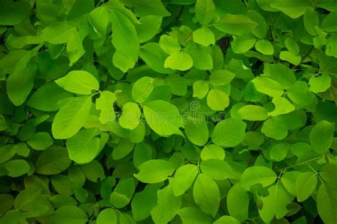 light green leaves nature garden background tropical rainforest