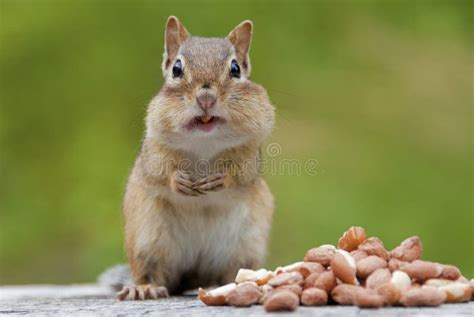 Chipmunk Eating Peanuts Heap Of Nuts Stock Image Image Of Chipmunks