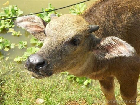 Gaur Calf - Desi Comments