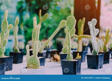 Variedade De Cacto Pequeno E De Plantas Suculentos Em Uns V Rios