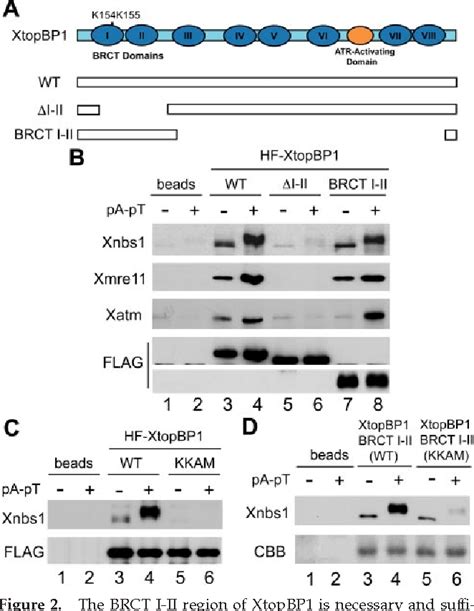 Figure From The Mre Rad Nbs Complex Mediates Activation Of