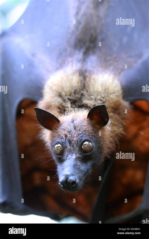 A Close Up Shot Of An Australian Flying Fox Stock Photo Alamy