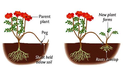 Cloning Process In Plants