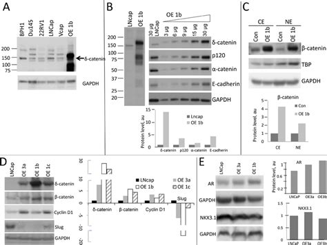 Activation Of β Catenin Pathway In Lncap Cells Overexpressing Download Scientific Diagram