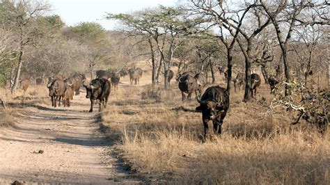 Thornybush Game Reserve in Kruger National Park, ZAF - Trip Canvas