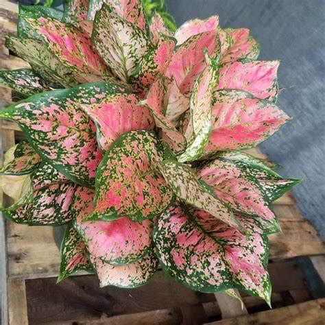 Aglaonema Red Valentine — Manning Valley Succulent Garden