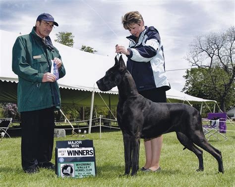 Taryn Cupar Danes And Oriental Shorthairs