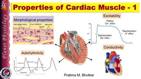 Properties Of Cardiac Muscle Part Youtube